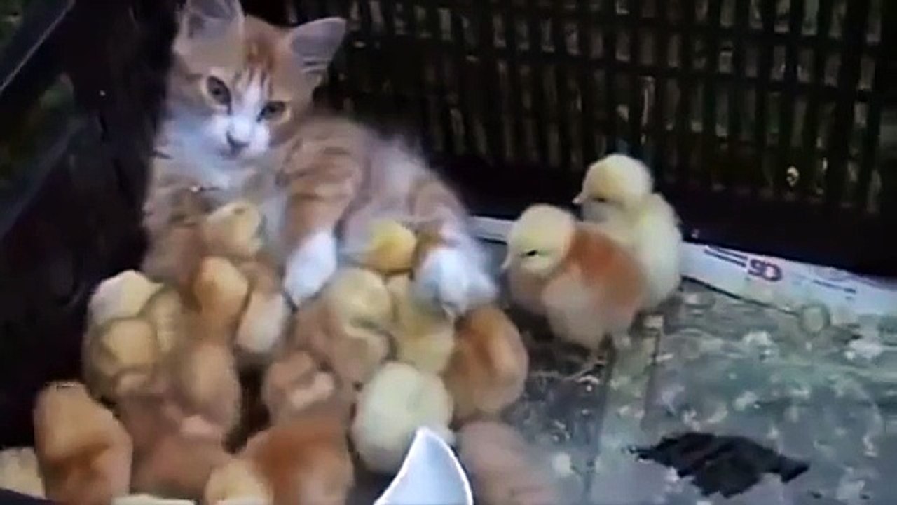 Cat adopt abandon chicks