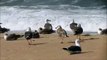 GAIVOTAS / Seagulls - Figueira da Foz - PORTUGAL