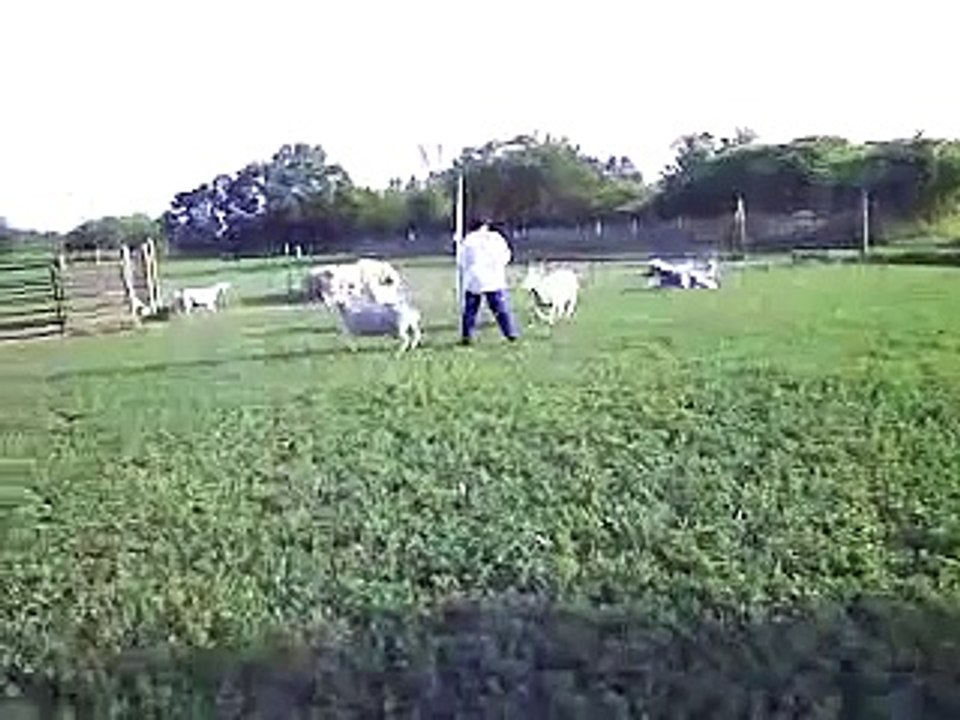 Rembrandt the Bearded Collie herding sheep