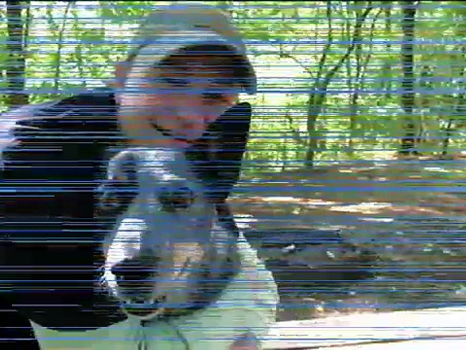 Blue Heeler