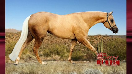 Hes Berry Blazin - AQHA Stallion