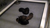BELGIAN MALINOIS - PUPPIES 12 DAYS OLD - WORKING DOGS