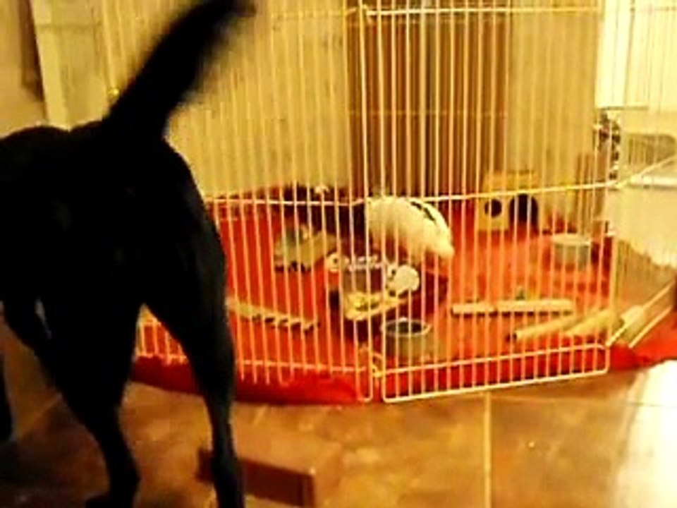 guinea pigs visit our bunny and our dog  2 17 08 001