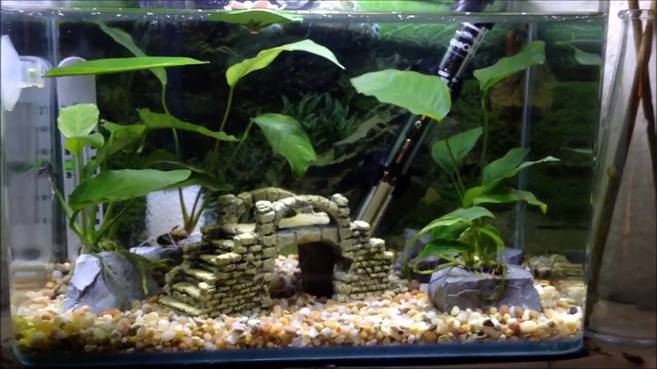 Young Betta Fish