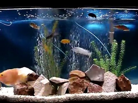 El acuario de peces ciclidos de Boris
