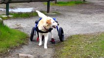 Walkin Wheels Dog Wheelchair Yellow Lab handicapped disabled IDD Intervertebral Disk Disease