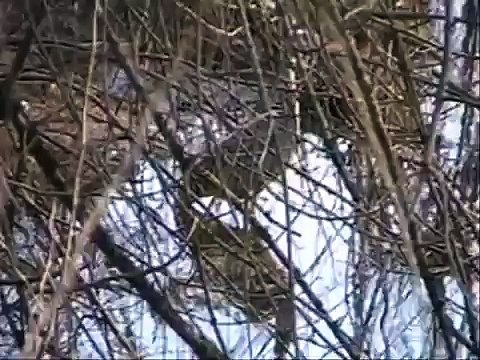 The Great Blue Heron