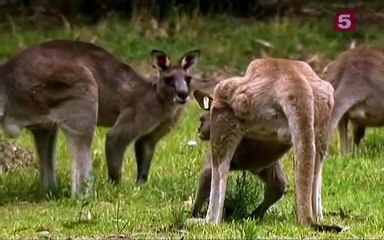 Дикая природа |Вездесущие кенгуру| Австралия |