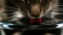 Amazing Slow Motion Cat Drinking