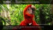 Science Bulletins: Scarlet Macaws Soar in Guatemalan Skies