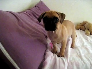 Puggle sadly tilting his head