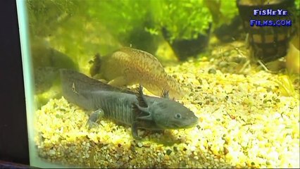 All about Keeping Axolotls- Mexican walking fish