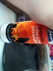 How to look after chickens