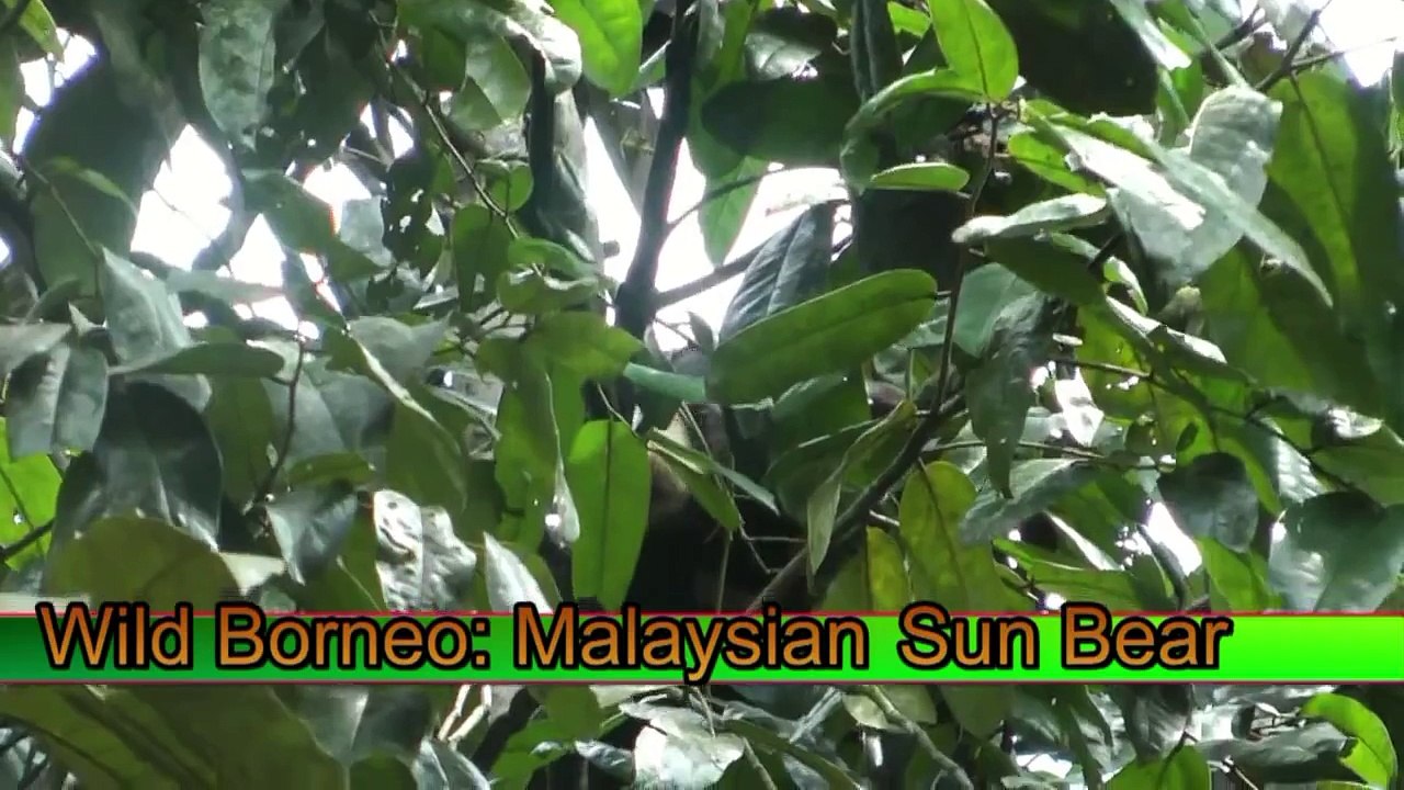 Wild Borneo: Malaysian Sun Bears