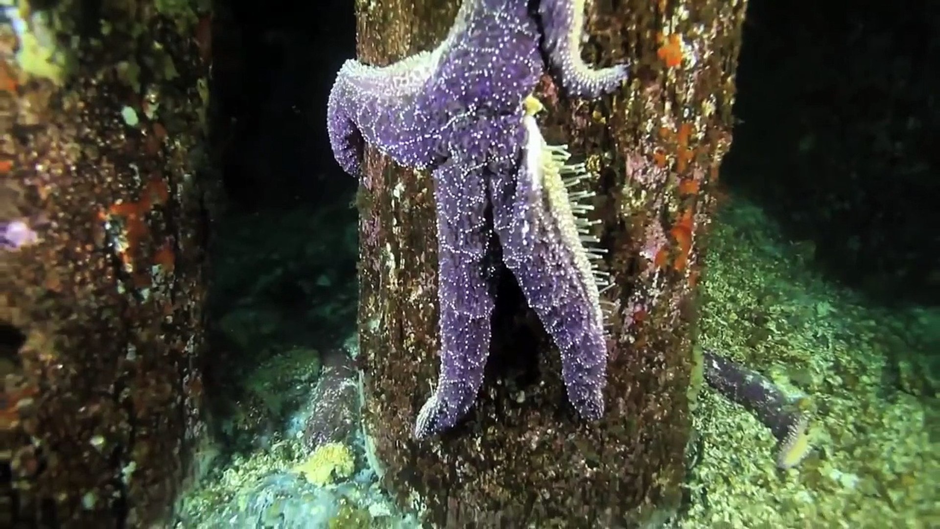 Scientists Solve Mystery Of West Coast Starfish Die-Off