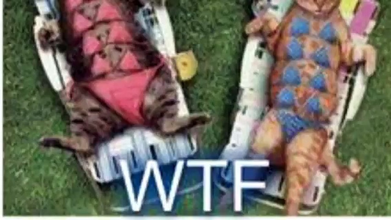 Some Funny Pics - 5