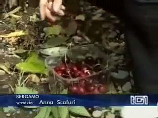 TG1 Economia del 2 giugno 2008