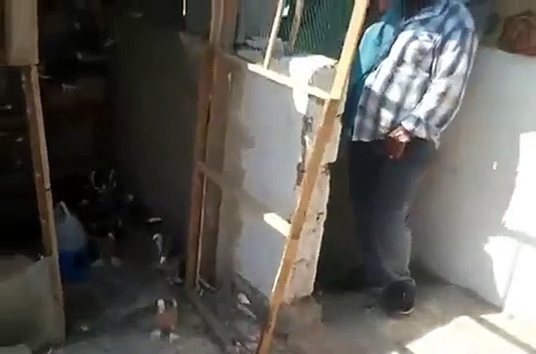 طيور مدينة الصدر للبيع