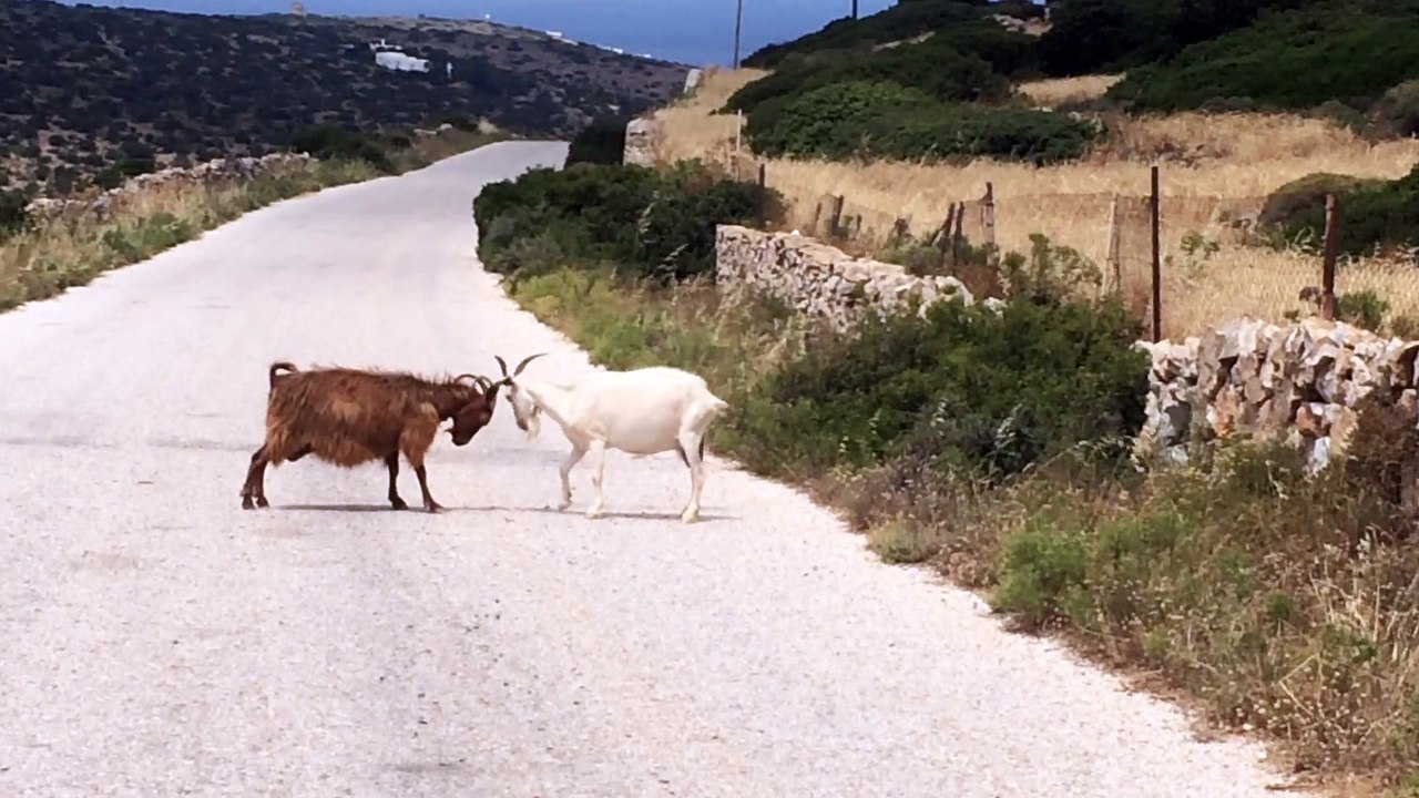 Ziegenkampf iraklia 2015