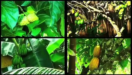 Finca La Lorita - Guachaca, Colombia - Sierra Nevada