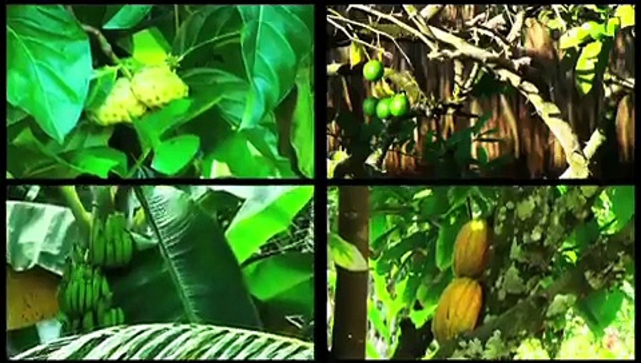 Finca La Lorita - Guachaca, Colombia - Sierra Nevada