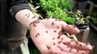 Ladybug invasion: Arctic Farmer releases 36,000 insects into greenhouse