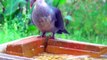 White-Headed Pigeons drinking by sucking up water