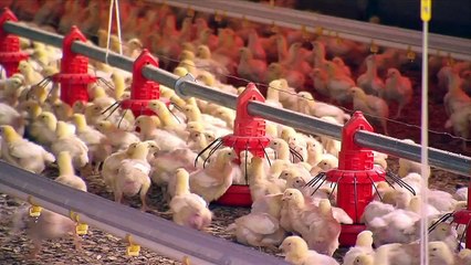 Powering Progress De Heus Suid-Afrika