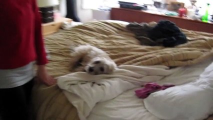 The Cairn Terrier Chronicles - A happy, good morning tail wagging Pavlov