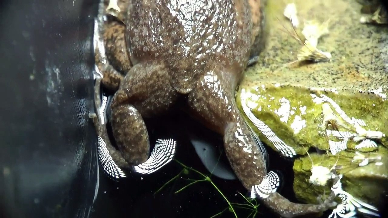 Frog Amplexus