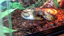 Easiest Way To Tame Your Ball Python