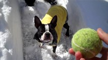 Boston Terrier Loses His Coat While Fetching Ball in Snow