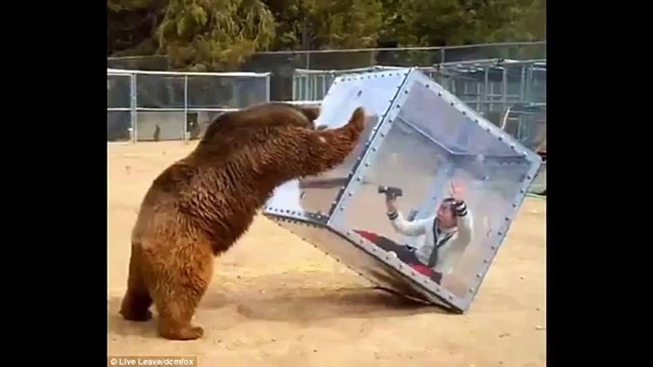 bear