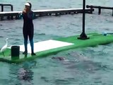 show delfines OCEANARIO DE LAS ISLAS DEL ROSARIO COLOMBIA