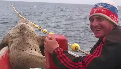 Foca sube a una embarcación y navega ocho horas junto a pescadores
