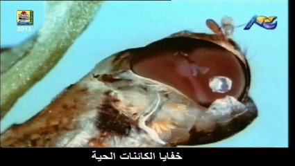 من خفايا الكائنات الحية -6 -2/2