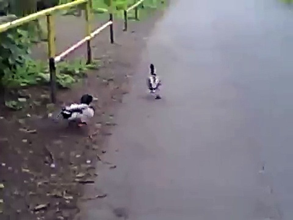 Enten Quaken