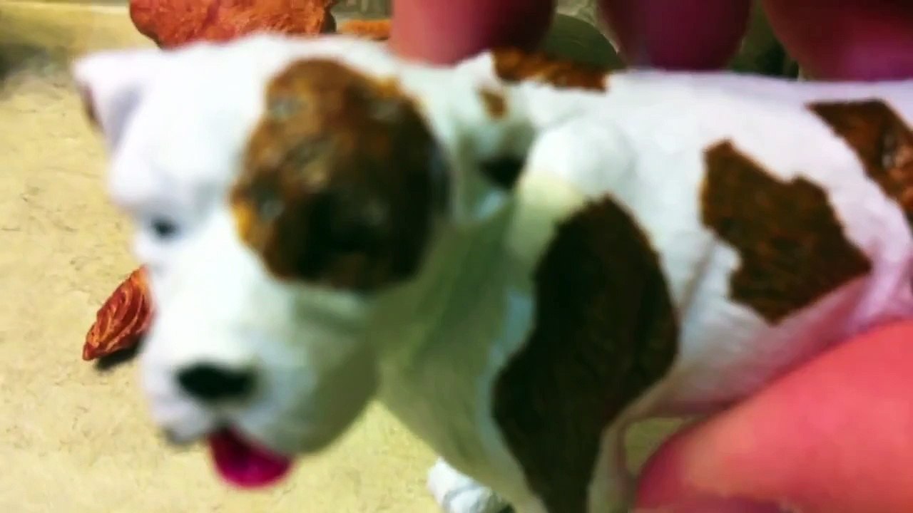 A Dogs pack (#3)