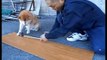 【funny dog videos try not to laugh】Shiba dog cute video of the ① favorite dog