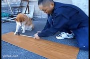 【funny dog videos try not to laugh】Shiba dog cute video of the ① favorite dog