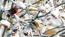Beautiful Pine Grosbeaks Eating Icy Rowan Berries