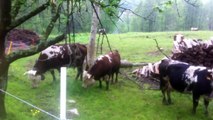 Cows and Bull, Mucche e Toro, beautiful animals in Piedmont Mountains