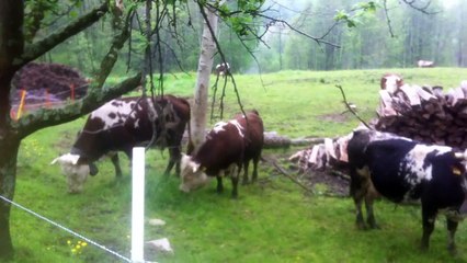 Cows and Bull, Mucche e Toro, beautiful animals in Piedmont Mountains