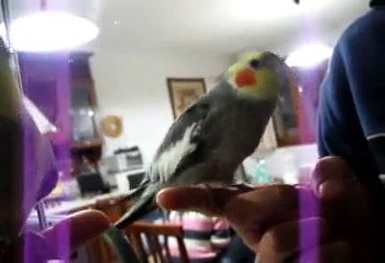parrot pappagallo calopsite parla e fischia famiglia addams video 2