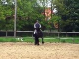 Friesenhengst  friesian stallion