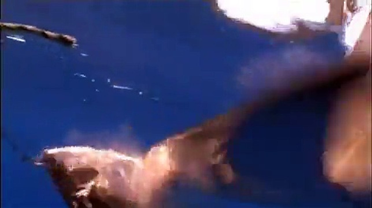 Bermuda Shark Project - Dusky Shark Encounter