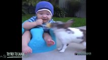 Funny Videos - Funny Animals - Animal Fails - Best Funny Animals 2015