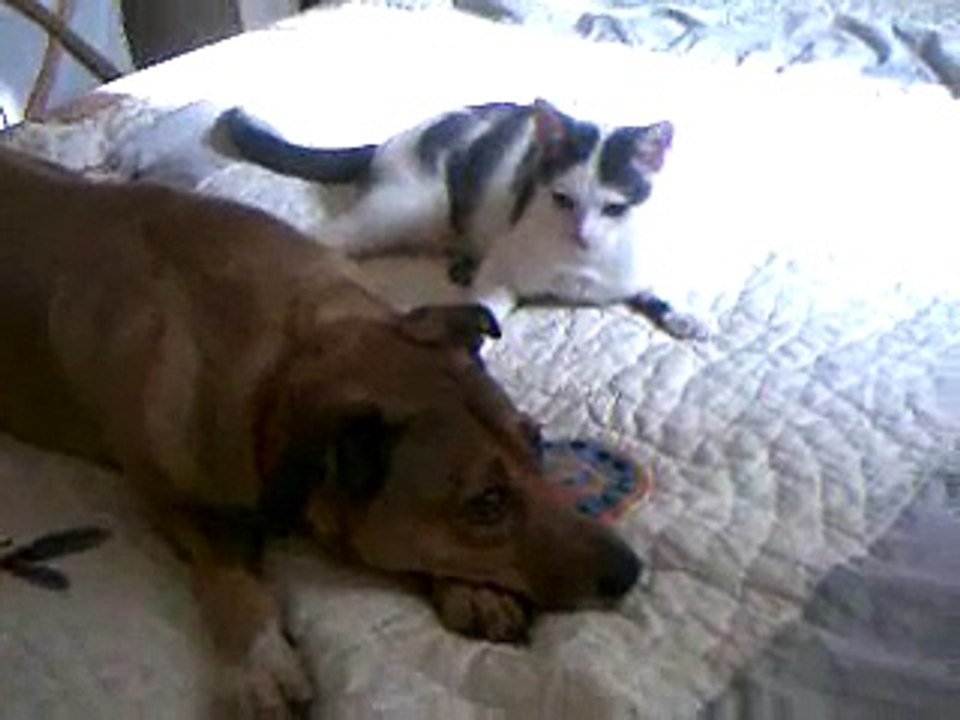 Chat et chien