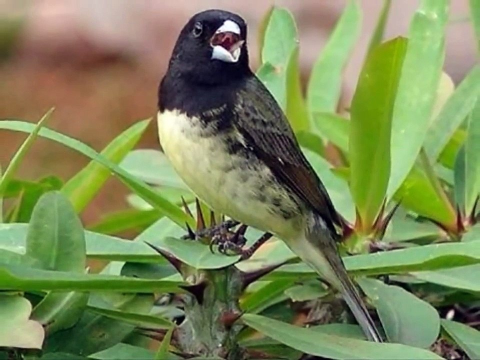Aves do Brasil - O belo canto do Coleiro-Baiano.