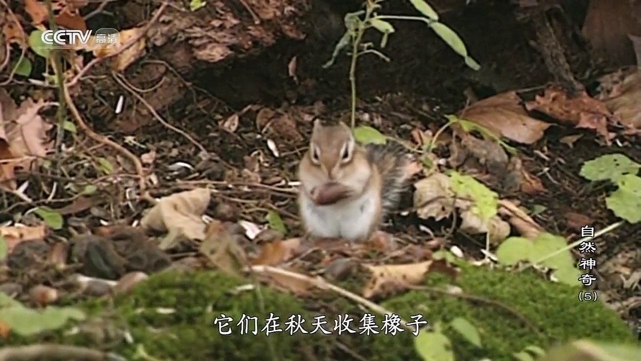 自然神奇（05）树林保育生活 2/2 CCTV高清720P